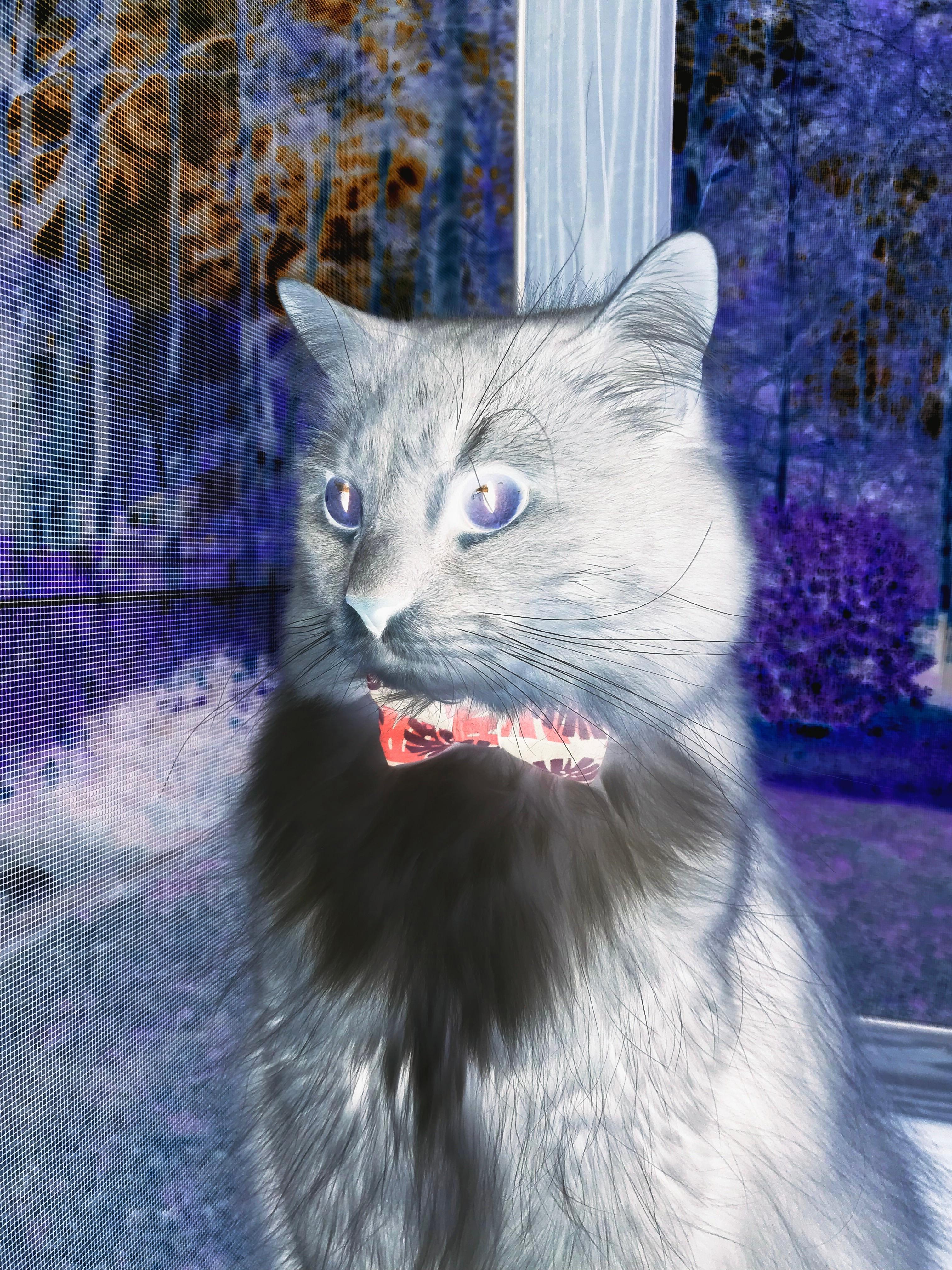 金属洪流与赤色闪电，雷诺横扫索伯，维斯塔潘划破夜空