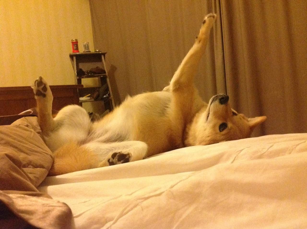 横扫的哲学,当德国战车碾压波兰堡垒,许昕的火如何点燃另一种胜利