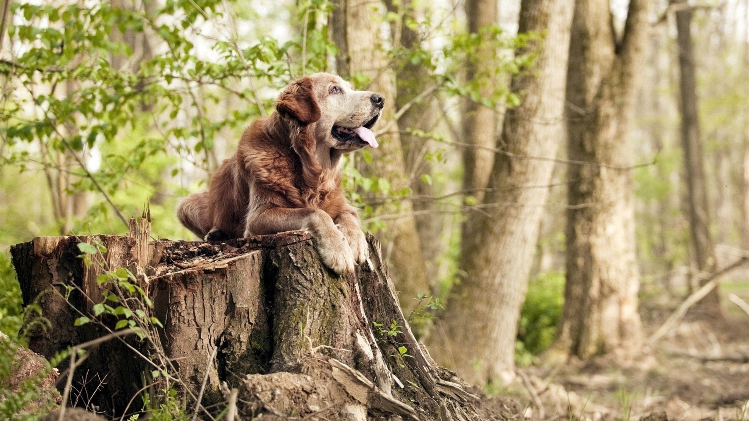 秩序颠覆之夜,红牛二队完胜法拉利,汉密尔顿状态火热书写传奇