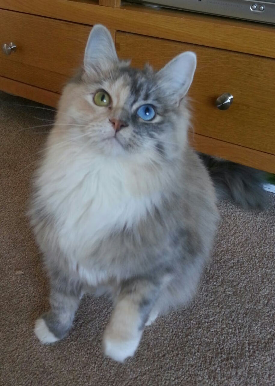 历史之夜,马来西亚队以弱胜强写就传奇,戴资颖以星光点亮永恒