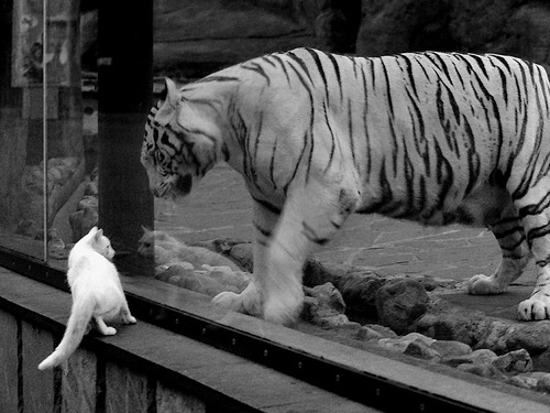 当绿色巨人遇见东北虎,英格拉姆的跨洋烈焰点燃京辽篮球夜