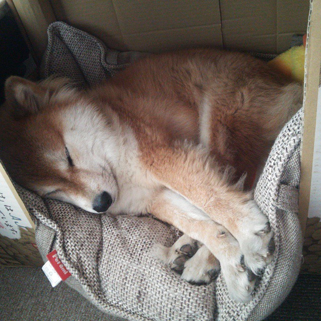 唯一先生，当武切维奇的冷静绞杀恩比德的愤怒