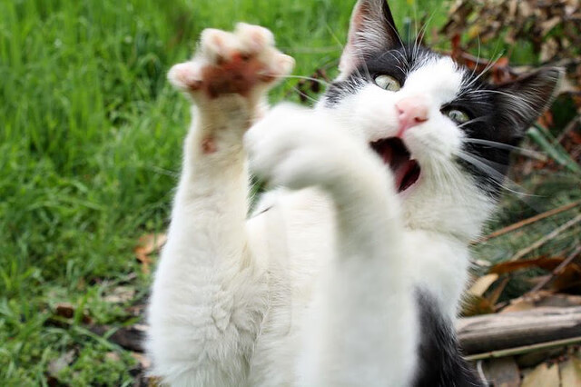 历史回音中的绿茵审判官，当佛罗伦萨的节奏赋格遭遇埃及混沌序曲，范戴克如何成为时空秩序的执钥者