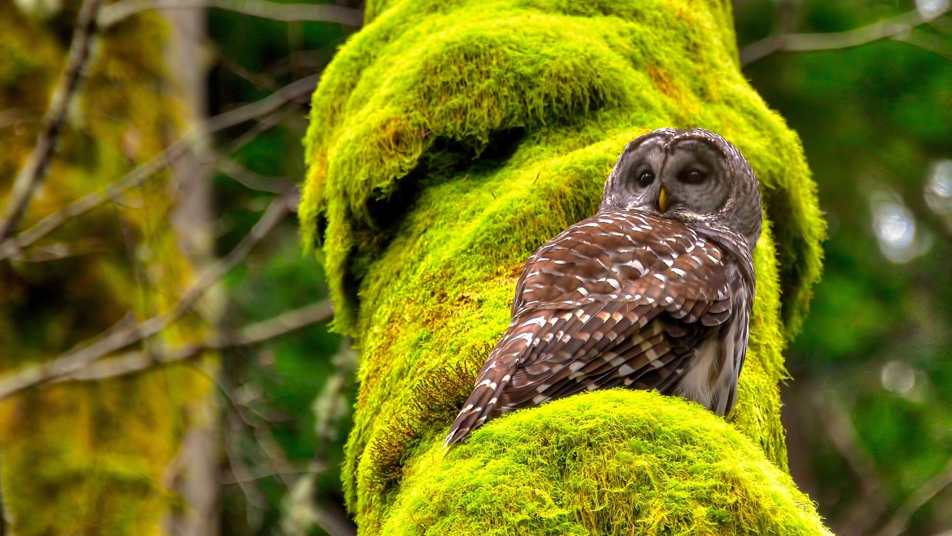 十字路口的欧洲足球,克罗地亚血拼比利时,德里赫特成为关键先生