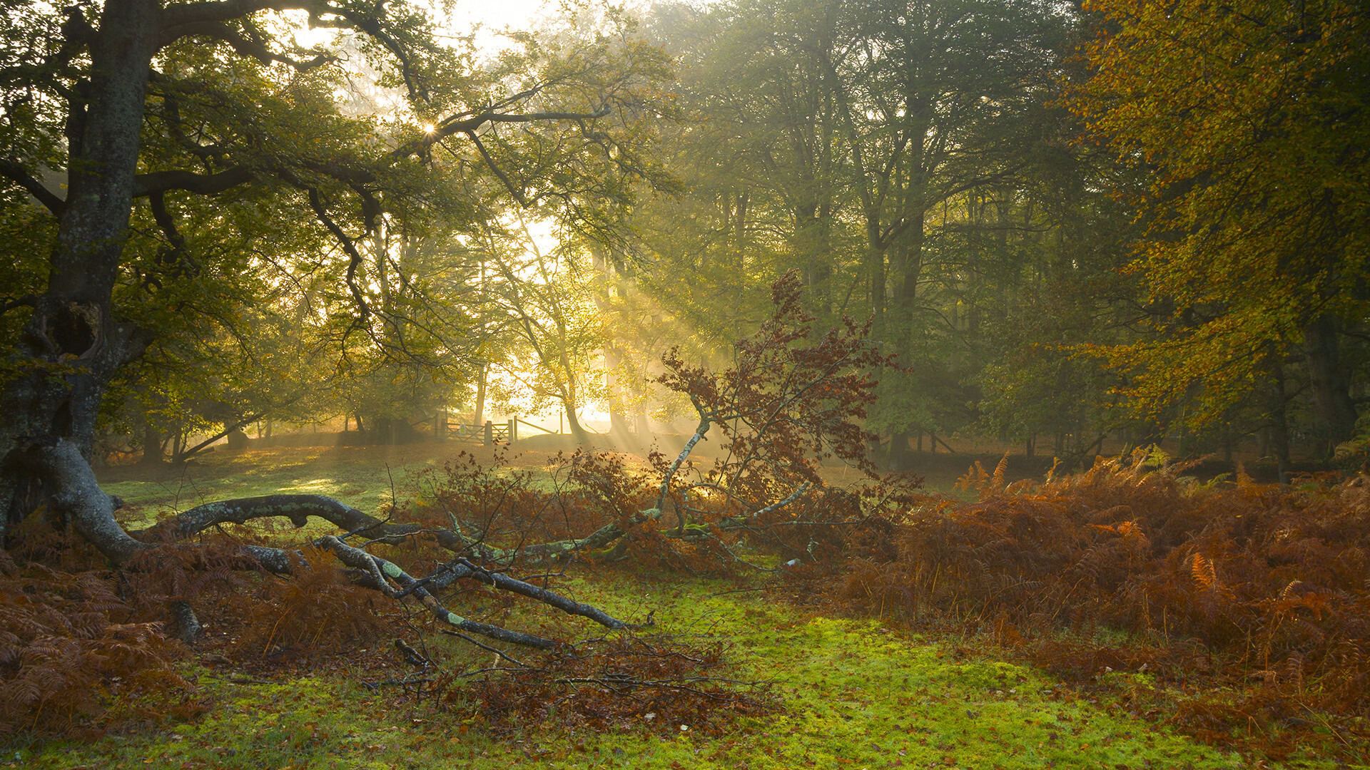克瓦拉茨赫利亚生涯之夜闪耀，亚特兰大鏖战力克马德里竞技