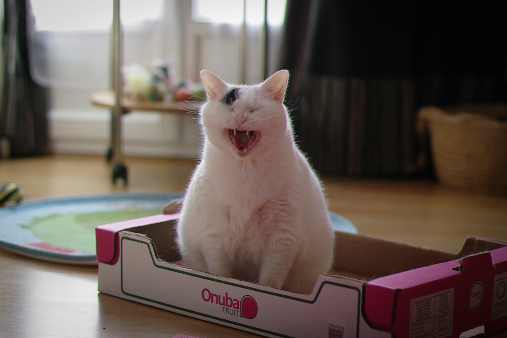 算不尽的家国球