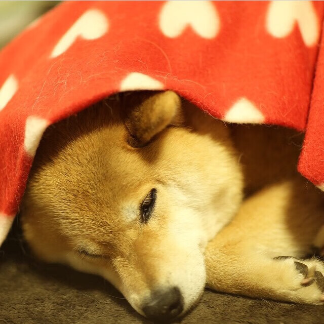 从明尼苏达到巴黎，当角色球员成为关键先生，团队篮球的终极答案