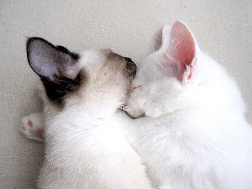 范弗利特斩落勇士！库里面前轰38+15+7，今夜他才是纽约之王