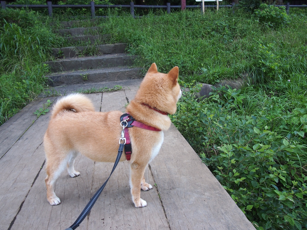 幽灵降临，当詹姆斯在另一片球场改写老鹰与步行者的命运