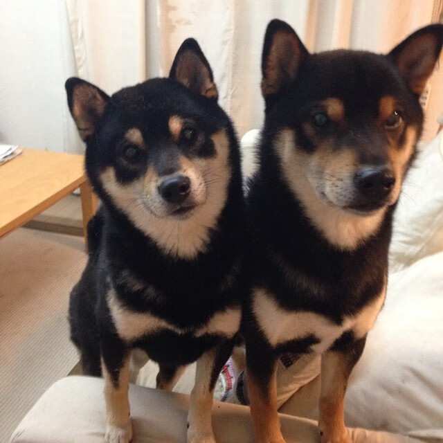 爱游戏入口-夜空中的独星，西亚卡姆用一记绝杀改写步行者与猛龙的叙事